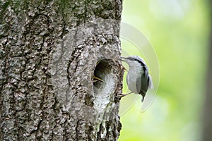 Bird Nuthatch moves along tree trunk, nestling waits for feeding in hollow of the oak