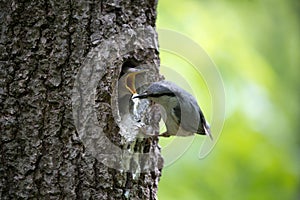 Bird Nuthatch removes litter from the nest. Happy parents of bird family doing their job