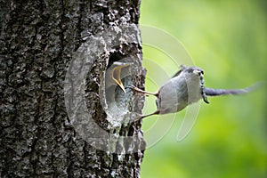 Bird Nuthatch removes litter of nestlings, cleans nest. Happy parents in bird family doing their job