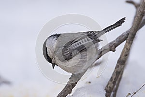 Bird Nuthatch sits on a branch