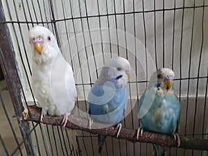 Three different budgerigar