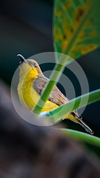 Bird (Olive-backed sunbird) on tree in nature wild