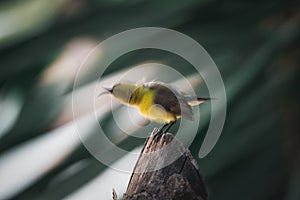 Bird (Olive-backed sunbird) on tree in nature wild