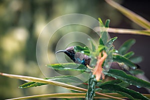 Bird (Olive-backed sunbird) on tree in nature wild