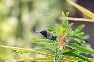 Bird (Olive-backed sunbird) on tree in nature wild