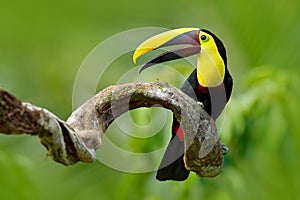 Bird with open bill. Big beak bird Chesnut-mandibled Toucan sitting on the branch in tropical rain with green jungle background. W