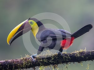 Bird with open bill, Chesnut-mandibled Toucan