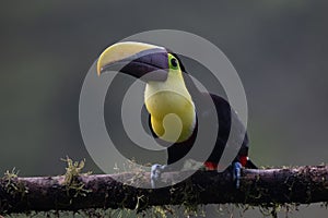 Bird with open bill, Chesnut-mandibled Toucan