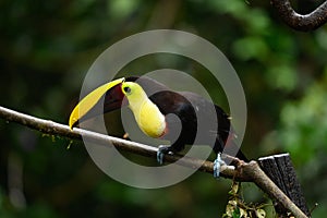 Bird with open bill, Chesnut-mandibled Toucan