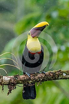 Bird with open bill, Chesnut-mandibled Toucan sitting on the branch in tropical rain with green jungle in background.