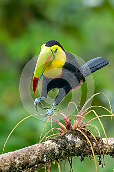 Bird with open bill, Chesnut-mandibled Toucan sitting on the branch in tropical rain with green jungle in background.