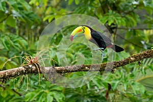 Bird with open bill, Chesnut-mandibled Toucan sitting on the branch in tropical rain with green jungle in background.