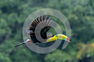 Bird with open bill, Chesnut-mandibled Toucan sitting on the branch in tropical rain with green jungle in background.