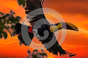 Bird with open bill, Chesnut-mandibled Toucan sitting on the branch in tropical rain with green jungle in background.