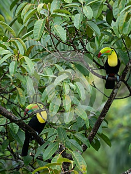 Bird with open bill, Chesnut-mandibled Toucan sitting on the branch in tropical rain with green jungle in background.