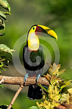 Bird with open bill, Chesnut-mandibled Toucan sitting on the branch in tropical rain with green jungle in background.