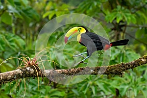 Bird with open bill, Chesnut-mandibled Toucan sitting on the branch in tropical rain with green jungle in background.