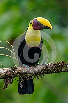 Bird with open bill, Chesnut-mandibled Toucan sitting on the branch in tropical rain with green jungle in background.