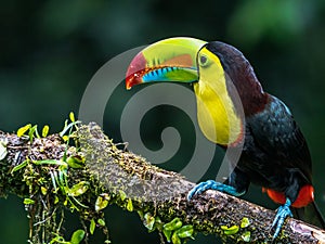 Bird with open bill, Chesnut-mandibled Toucan sitting on the branch in tropical rain with green jungle in background. photo