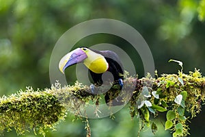 Bird with open bill, Chesnut-mandibled Toucan sitting on the branch in tropical rain with green jungle in background.