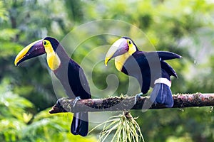 Bird with open bill, Chesnut-mandibled Toucan sitting on the branch in tropical rain with green jungle in background.