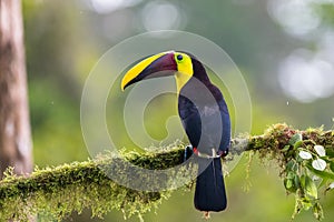 Bird with open bill, Chesnut-mandibled Toucan sitting on the branch in tropical rain with green jungle in background.