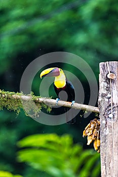 Bird with open bill, Chesnut-mandibled Toucan sitting on the branch in tropical rain with green jungle in background.
