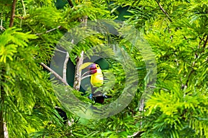 Bird with open bill, Chesnut-mandibled Toucan sitting on the branch in tropical rain with green jungle in background.