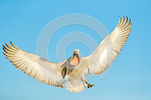 Bird, open bill, funny image. Dalmatian pelican, Pelecanus crispus, in Lake Kerkini, Greece. Palican with open wing, hunting anima