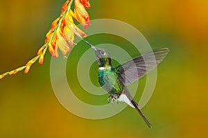 Bird with orange flower. Flying hummingbird. Action scene with hummingbird. Tourmaline Sunangel eating nectar from beautiful yello