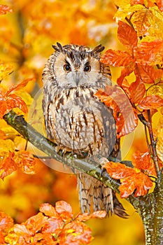 Bird in orange forest, yellow leaves. Long-eared Owl with orange oak leaves during autumn. Wildlife scene fro nature, Sweden. Anim