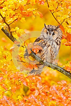 Bird in orange forest, yellow leaves. Long-eared Owl with orange oak leaves during autumn. Wildlife scene fro nature, Sweden. photo