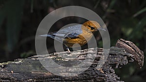 Bird (Orange-headed thrush) on a timber