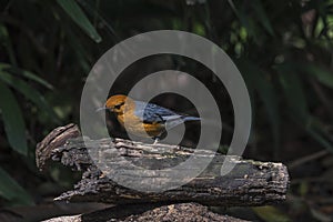 Bird (Orange-headed thrush) on a timber