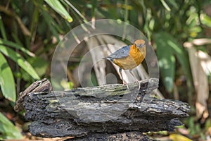 Bird (Orange-headed thrush) on a timber