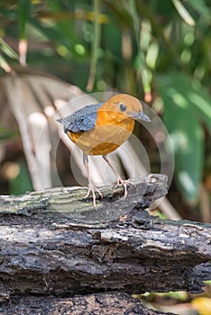 Bird (Orange-headed thrush) in a wild