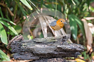 Bird (Orange-headed thrush) in a wild