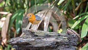 Bird (Orange-headed thrush) in a wild