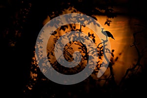 Bird, orange sunset. Indian Peafoul, bird displays courtship in tree window, Ratnhamore ruin, India. Bird mating dance. Indian Pea
