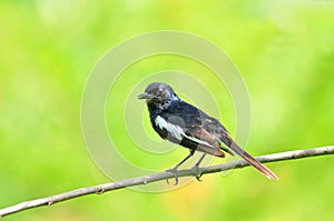Bird (Oriental Magpie Robin)
