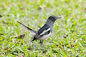 Bird Oriental magpie-robin or Copsychus saularis Birds of Thailand