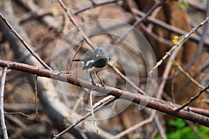 Bird Oriental magpie-robin or Copsychus saularis black and white color in the garden stock photo