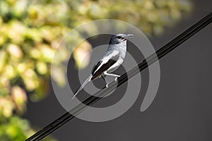 Bird Oriental magpie-robin or Copsychus saularis female black and white color