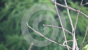 Bird Oriental magpie-robin or Copsychus saularis male black and white color perched on a tree