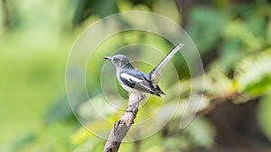 Bird (Oriental magpie-robin) in a nature wild