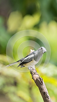 Bird (Oriental magpie-robin) in a nature wild