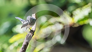 Bird (Oriental magpie-robin) in a nature wild