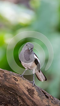 Bird (Oriental magpie-robin) in a nature wild