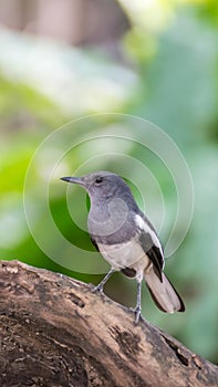 Bird (Oriental magpie-robin) in a nature wild