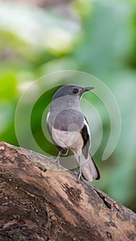 Bird (Oriental magpie-robin) in a nature wild